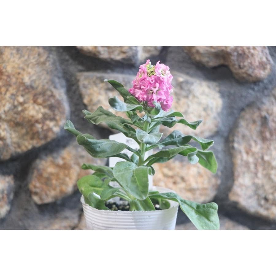 Amazon.co.jp: 八重咲きストック ピンク 3.5号ポット苗 3株セット 寄せ